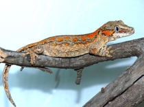 Rhacodactylus auriculatus